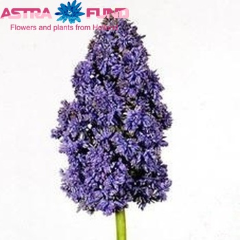 Muscari armeniacum 'Fantasy Creation' photo