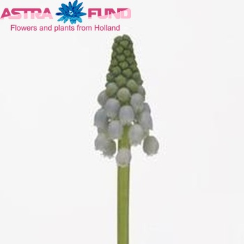 Muscari armeniacum 'Lady Blue' photo