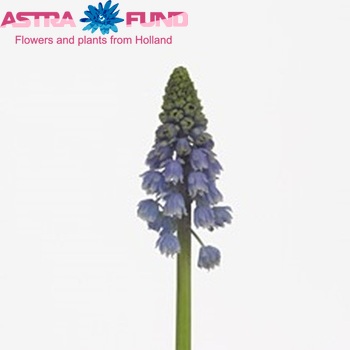 Muscari 'Artist' photo