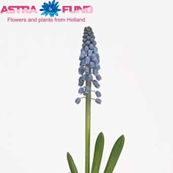 Muscari 'Cote d'Azur' photo