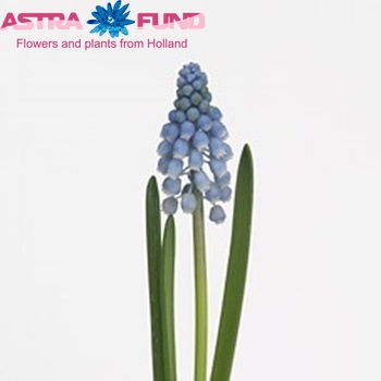 Muscari 'Cupido' photo