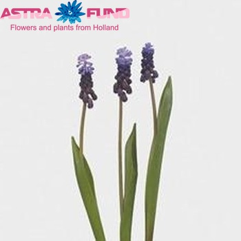 Muscari latifolium photo