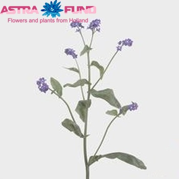 Myosotis alpestris Atlantis photo