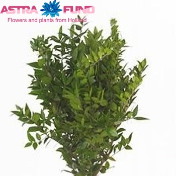 Myrtus Communis photo