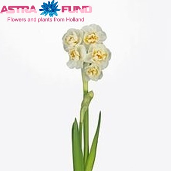 Narcissus Dubbele Grp met blad 'Bridal Crown' photo