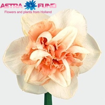 Narcissus Dubbele Grp met blad 'Delnashaugh' photo