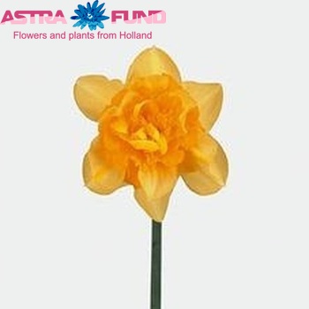 Narcissus Dubbele Grp met blad 'Dick Wilden' photo