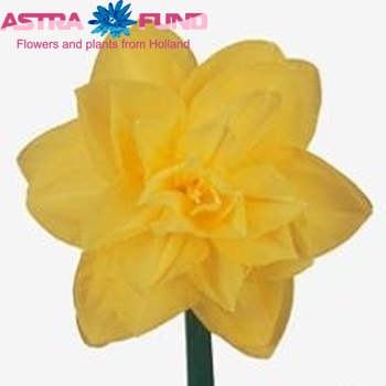 Narcissus Dubbele Grp met blad 'Golden Ducat' photo