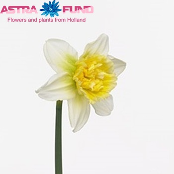 Narcissus Dubbele Grp met blad 'Ice King' photo