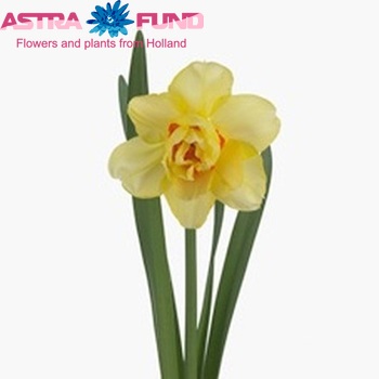 Narcissus Dubbele Grp met blad 'Tahiti' photo