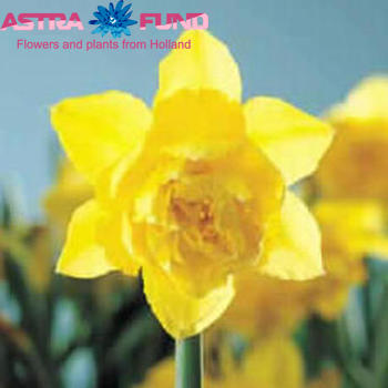 Narcissus Dubbele Grp zonder blad 'Dick Wilden' photo