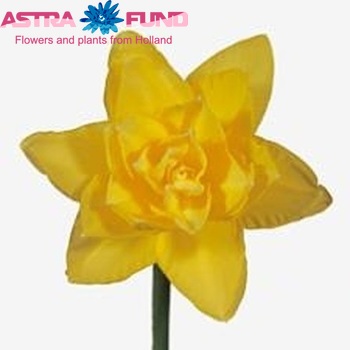 Narcissus Dubbele Grp zonder blad 'Golden Ducat' photo