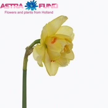 Narcissus Dubbele Grp zonder blad 'Tahiti' fotografija