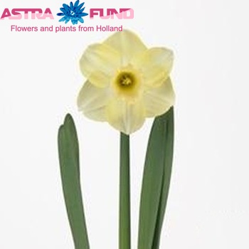 Narcissus Grootkronige Grp met blad 'Avalon' fotografija