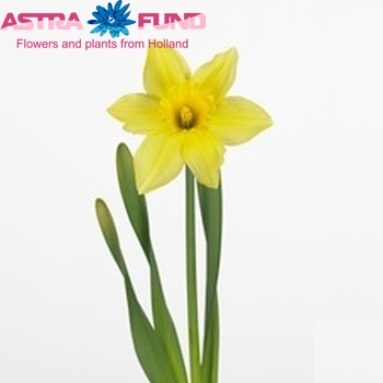 Narcissus Grootkronige Grp met blad 'Carlton' fotografija
