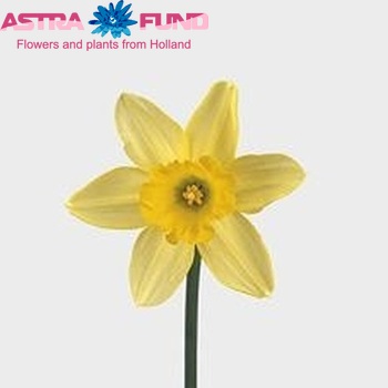 Narcissus Grootkronige Grp met blad 'Fortune' fotografija