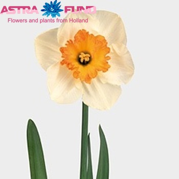 Narcissus Grootkronige Grp met blad 'Gentle Giant' foto