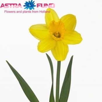 Narcissus Grootkronige Grp met blad 'Gigantic Star' foto