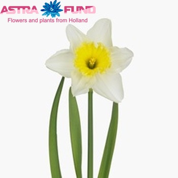 Narcissus Grootkronige Grp met blad 'Ice Follies' foto