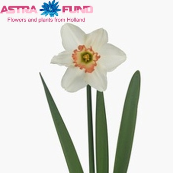 Narcissus Grootkronige Grp met blad 'Pink Charm' foto