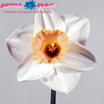 Narcissus Grootkronige Grp met blad 'Salome' foto