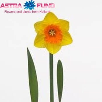 Narcissus Grootkronige Grp met blad 'Sun Lover' foto