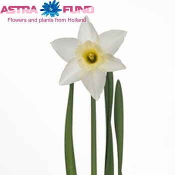 Narcissus Grootkronige Grp met blad 'Wedding Bell' foto