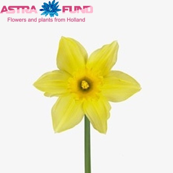 Narcissus Grootkronige Grp zonder blad 'Carlton' foto