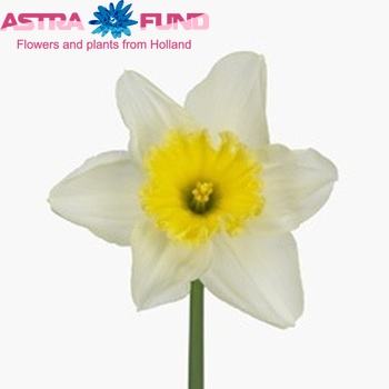 Narcissus Grootkronige Grp zonder blad 'Ice Follies' foto