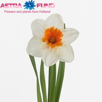 Narcissus met blad 'Johann Strauss' zdjęcie