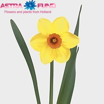Narcissus met blad 'Monal' zdjęcie