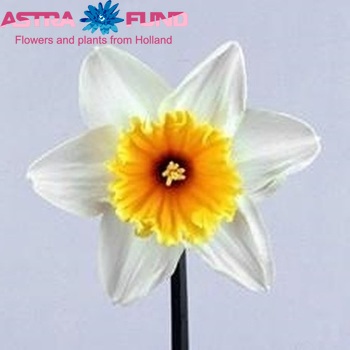 Narcissus met blad 'Slim Whitman' foto