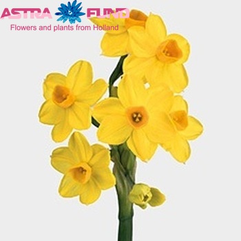 Narcissus Tazetta Grp met blad 'Grand Soleil d'Or' foto