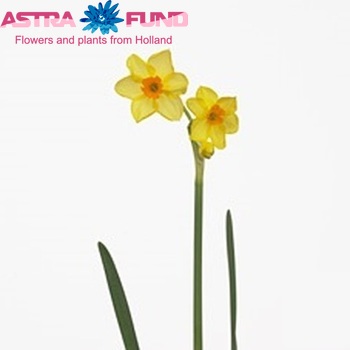 Narcissus Tazetta Grp met blad 'Martinette' foto