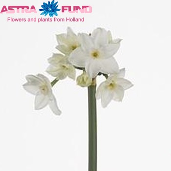 Narcissus Tazetta Grp met blad 'Nir' foto