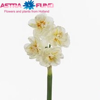 Narcissus Tazetta Grp met blad 'Sir Winston Churchill' foto