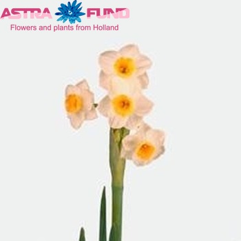 Narcissus tazetta met blad 'Avalanche' foto
