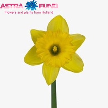 Narcissus Trompet Grp met blad 'Dutch Master' foto