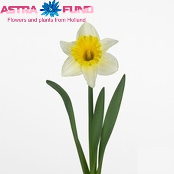 Narcissus Trompet Grp met blad 'Las Vegas' foto