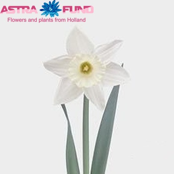 Narcissus Trompet Grp met blad 'Mount Hood' foto