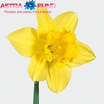 Narcissus Trompet Grp met blad 'Prizewinner' foto