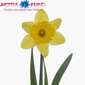 Narcissus Trompet Grp met blad 'Standard Value' foto