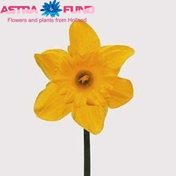 Narcissus Trompet Grp zonder blad 'Golden Harvest' foto