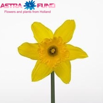 Narcissus Trompet Grp zonder blad 'Mando' foto