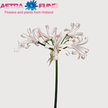 Nerine Bowdenii Grp 'Albivetta' photo