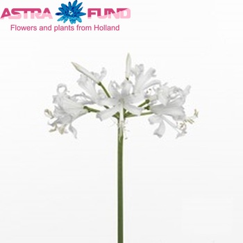 Nerine Bowdenii Grp 'Bianca Perla' photo