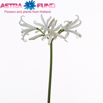 Nerine Bowdenii Grp 'Bianca-Linja' photo