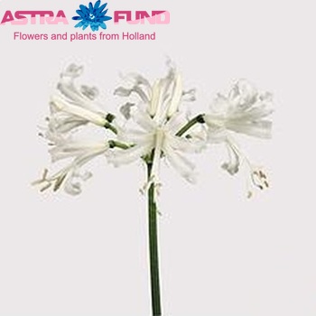 Nerine Bowdenii Grp 'Biancaneve' photo