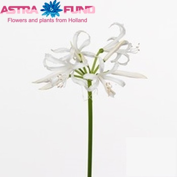 Nerine Bowdenii Grp 'Ella K' photo