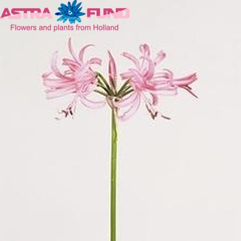 Nerine Bowdenii Grp 'Favoriet' photo